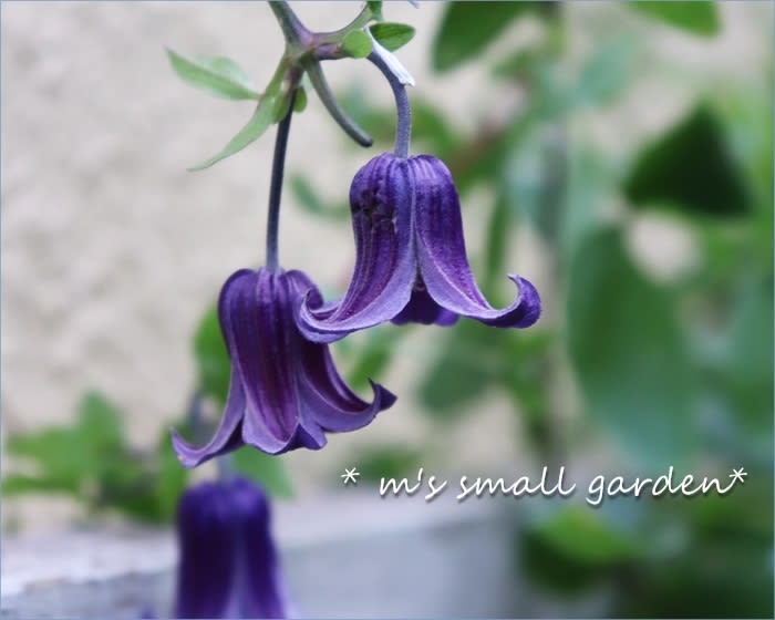 咲き続くクレマチス ロウグチ 宿根フロックス バイカウツギ M S Small Garden Milky Mamaの小さな庭