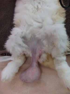 うさぎの睾丸の腫れ 石川台どうぶつ病院ペットホテルのブログ