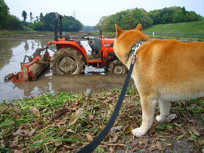 ん？見慣れないやつ…