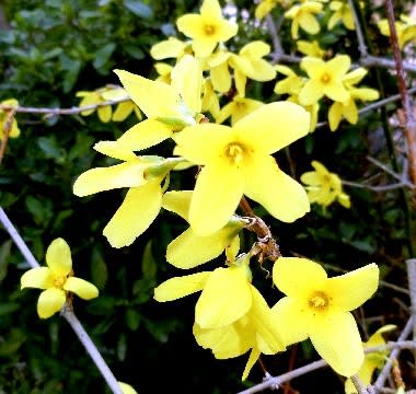 春の黄色い花木 続編 花と徒然なるままに