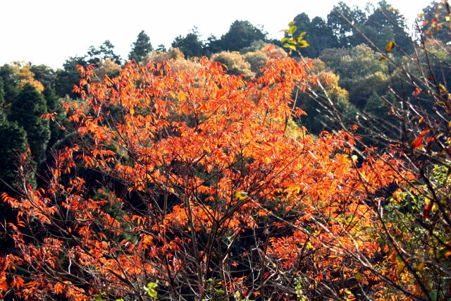 宮路山　パート2の画像