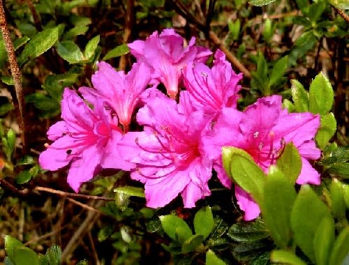庭の花木 4月ー２ 西洋シャクナゲ ハナズオウ ムベ ジューンベリー 他 花と徒然なるままに