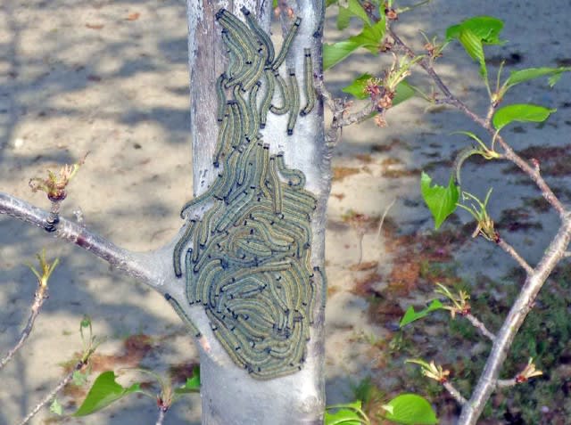 気の弱い方は見ないほうが オビカレハ 帯枯葉 の幼虫 温泉ドラえもんのブログ