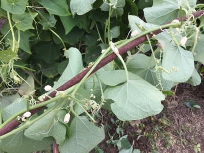 １０ １３ 木 １０ １４ 金 生姜は 空芯菜を撤収して 菜花を植えました 土 彩 畑へ ようこそ