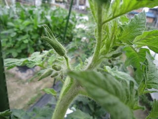 トマトの芯止まりか 大好き 野菜の時間