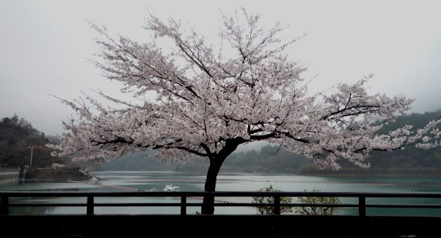 ダム上の桜