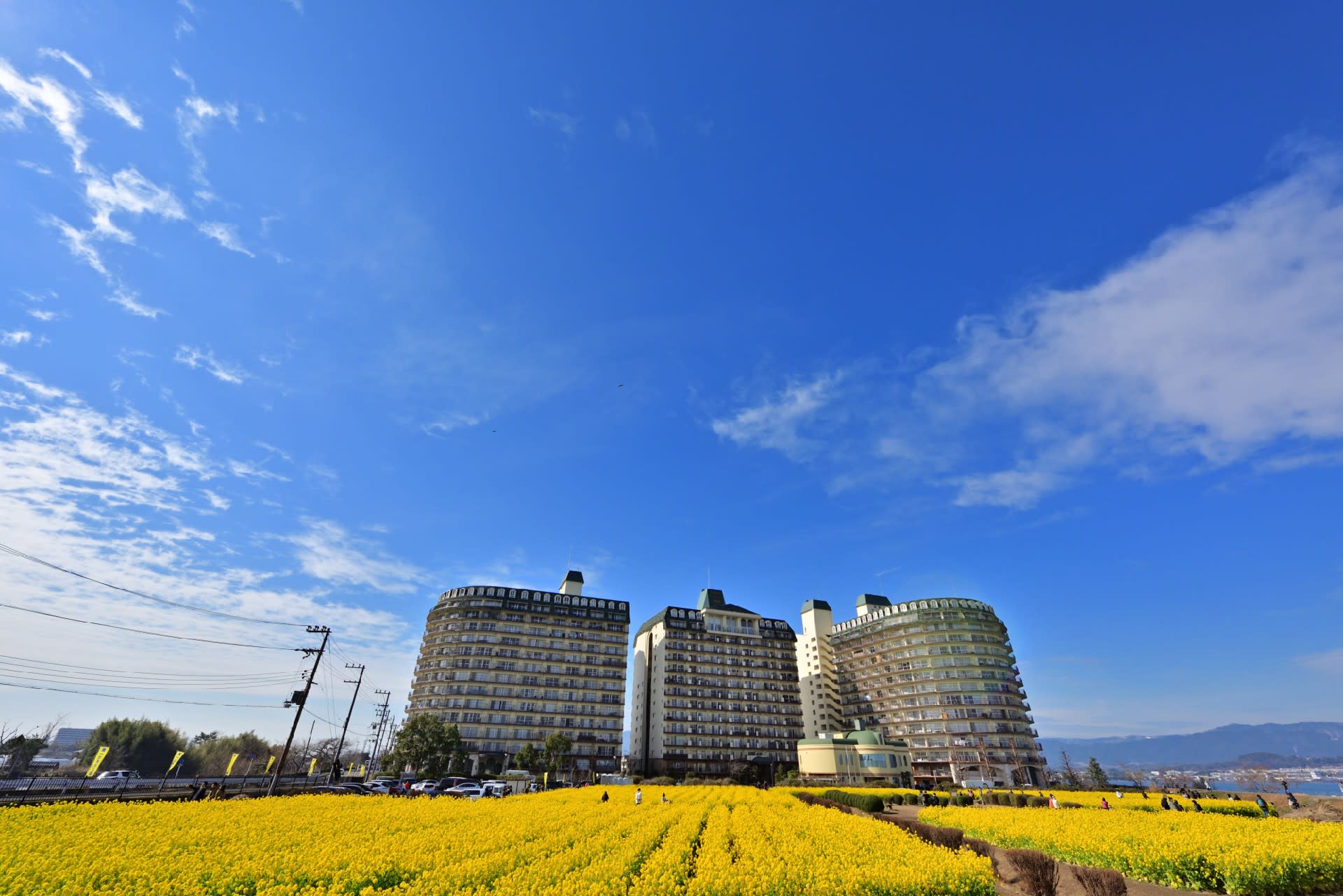 琵琶湖畔 なぎさ公園の寒咲花菜 守山市 １ 気ままに撮り歩き