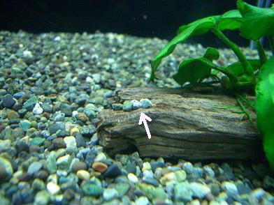 砂利つくつく ソウルで金魚