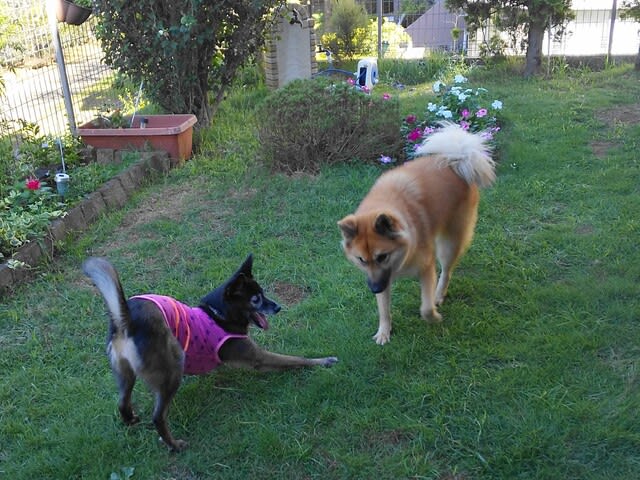 怖がりの 犬に向けての 遊び方 雑種犬 風 ふう のひとりごと