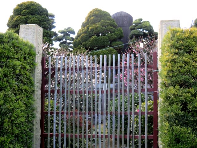 梅の花を探しての画像