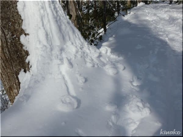 小さな 雪まくり きなこのきまぐれ日記 小さな 雪まくり きなこのきまぐれ日記