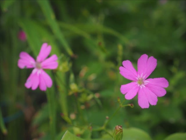 ビランジの仲間 下垂して咲く美しい夏の花のツルビランジ 山の花は友達