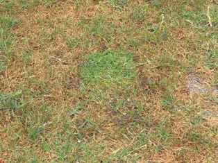校庭芝生のメンテナンス２ 夏芝を使ってハゲた箇所を補修 校庭芝生化 学校エコ改修blog