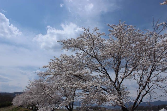 北国街道海野宿の桜 光と自然のフォトファンタジー