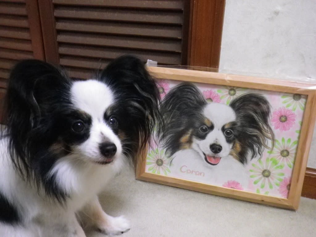 Happy Birthday Coron 10歳になりました 天使のような可愛いパピヨン コロンの部屋 Happy Birthday Coron 10歳になりました 天使のような可愛いパピヨン コロンの部屋