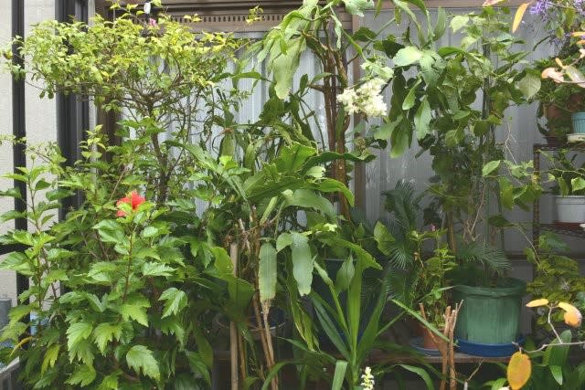 ガーデンルームの冬支度 小さな庭とベランダ菜園の楽しみ I Enjoy Gardening And Growing Vegetables