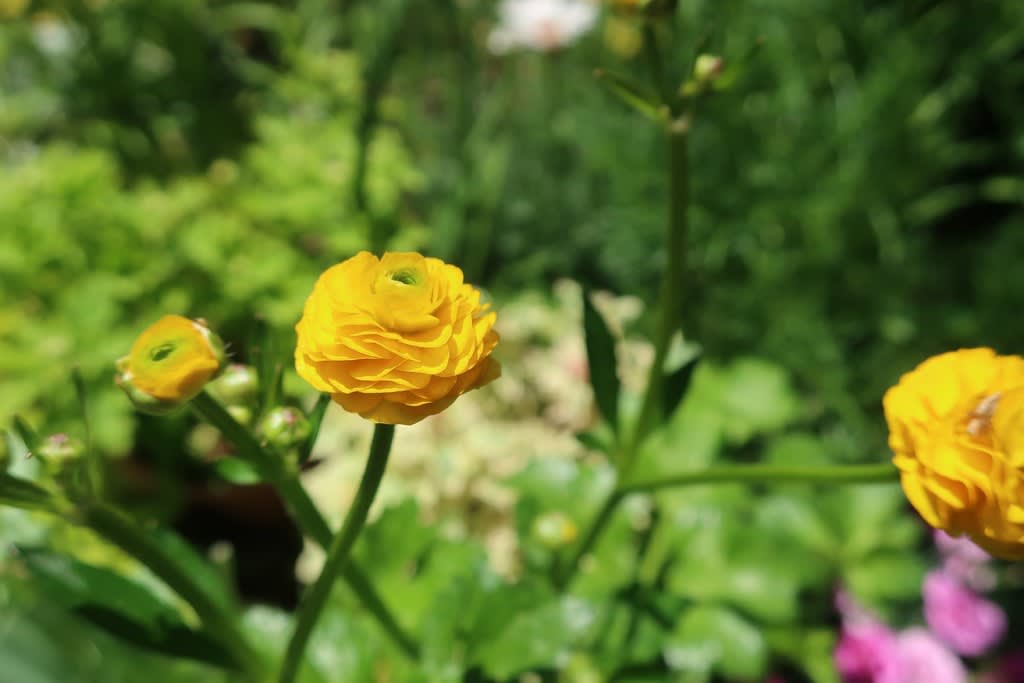 ゲウム マイタイ 咲きました 花の庭へようこそ