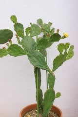 ウチワサボテンの花 宮古島のゆったり生活 ウチワサボテンの花 宮古島のゆったり生活