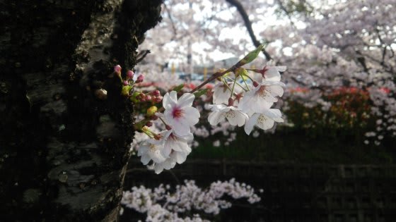 sakura_Dsc_1427.jpg