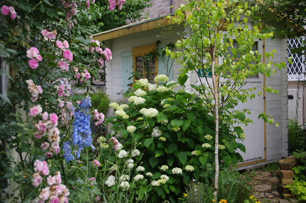 薔薇の庭から 紫陽花の庭になってきました 小さな庭の花日記