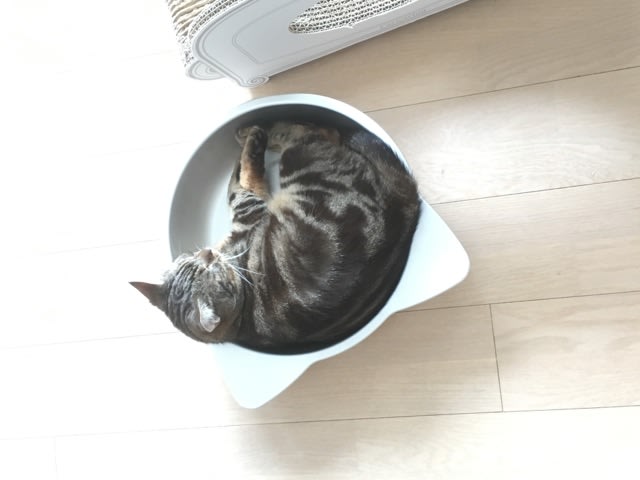 アルミのひんやり猫鍋 何気ない日の何気ない記憶 アルミのひんやり猫鍋 何気ない日の何気ない記憶