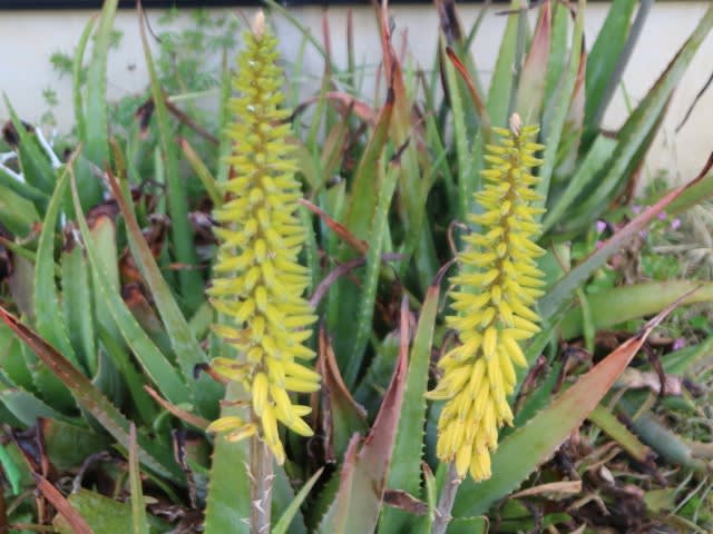 美しい花の画像 心に強く訴えるアロエベラ 花