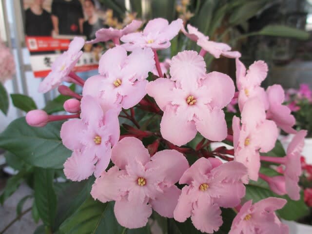 秋 冬の花 匂い桜 ルクリア 田舎へ行ってご 見てご