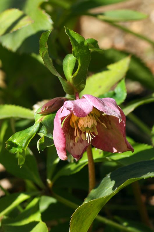 17 庭の花便り クリスマスローズ Yopikoの たなばた日記