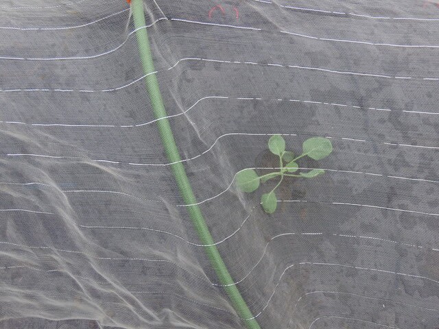 メキャベツ苗の植付け