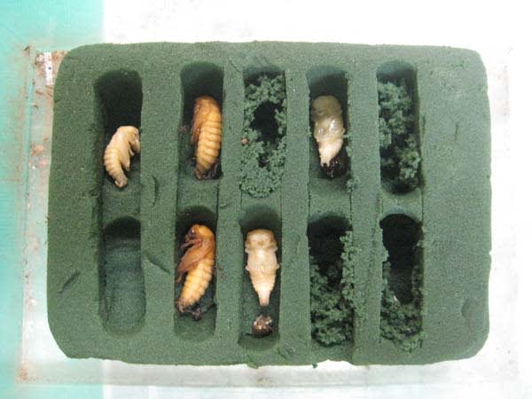 オアシス利用の人工蛹室 昆虫採集記