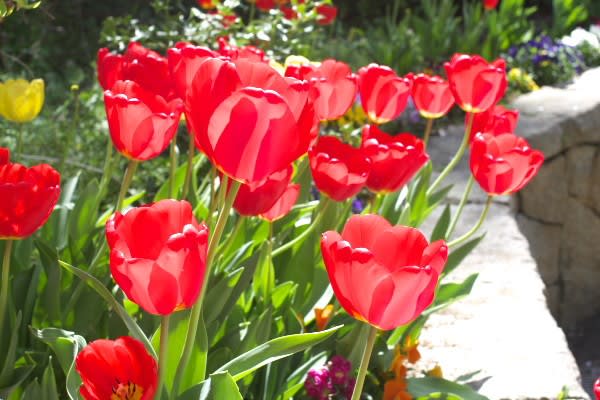 チューリップ、太陽の光を受け取る器のような花は1月1日の誕生花 - AI