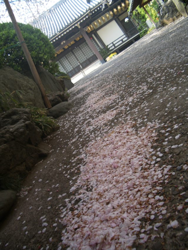 境内に散った桜