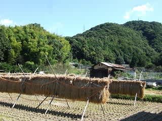 映像詩 里山 樹樹日記