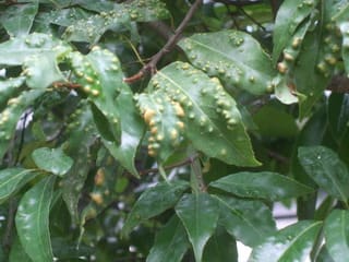白樫の葉にコブが ナサラ農法開発者の翡翠先生のブログ