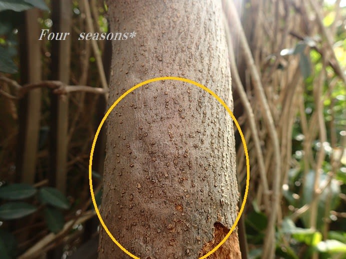 オリーブアナアキゾウムシの幼虫が 巣食いっ放し 新生フォ シーズン