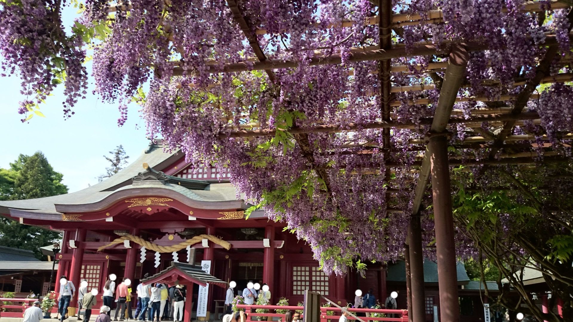 笠間稲荷神社の藤15 Konasukeの部屋