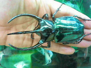 大型マレーコーカサスオオカブト標本 (コーカサスオオカブト 大型マレーコーカサスオオカブト標本 (コーカサスオオカブト