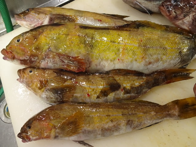 刺身のオススメ シマソイ アイナメ アブラコ 真アジ もヨロシク 発寒かねしげ鮮魚店です 札幌市西区 発寒かねしげ鮮魚店 のおすすめ情報