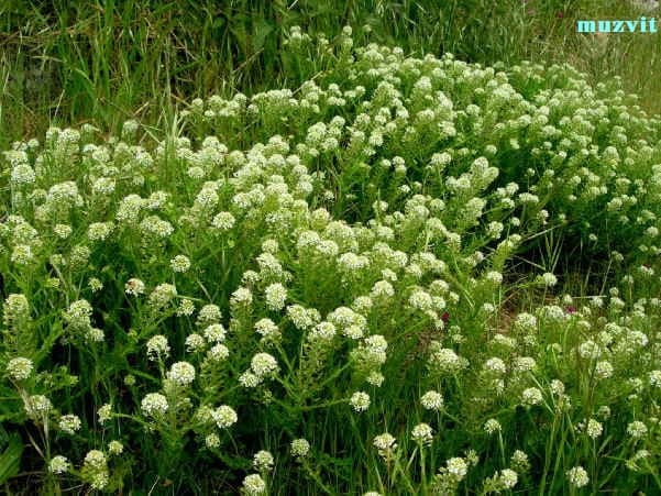 The wild flowers of Portugal. ポルトガルの野の花