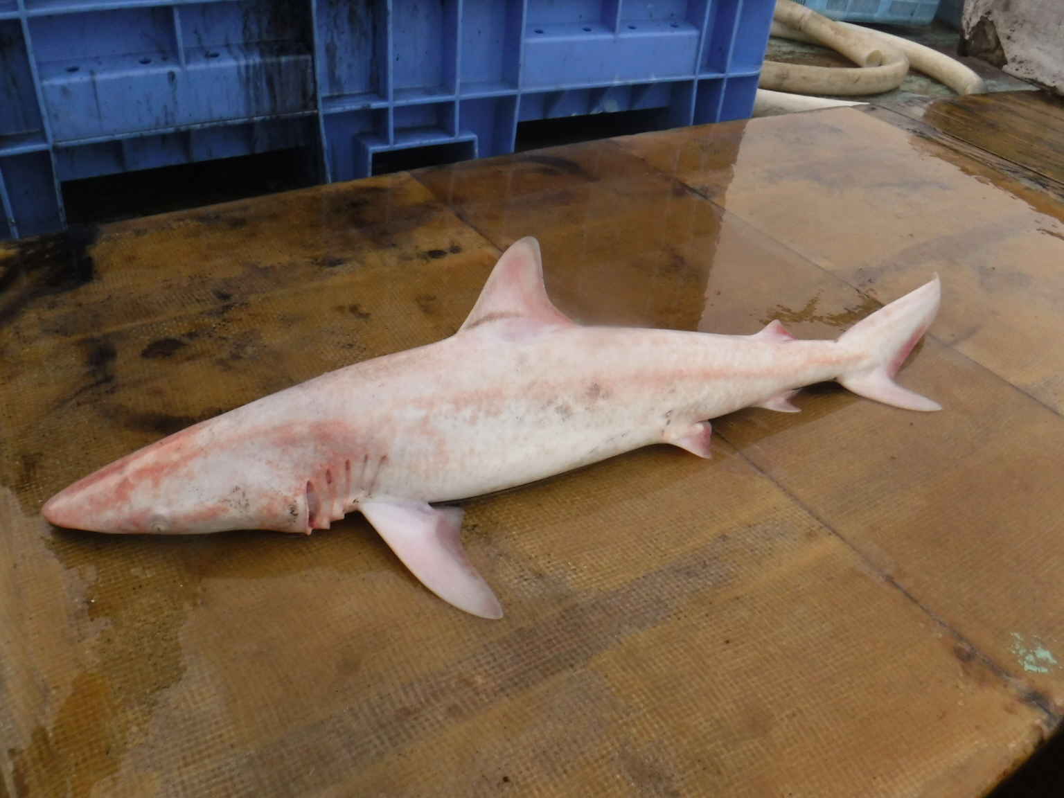 驚き 真っ白なサメ お魚三昧生活