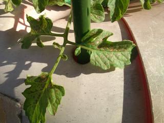 やっぱり ミニトマトの葉に黒い斑点がでてきました 太陽電池と水耕栽培と Season 13