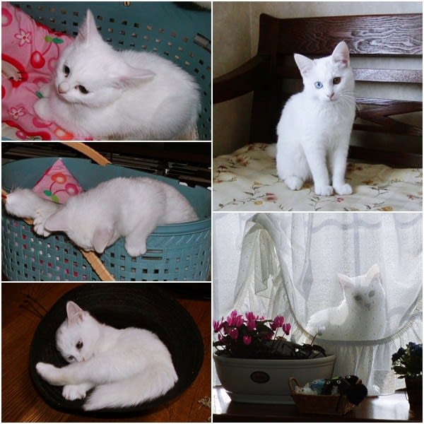 猫の人生って 人間と同じだとつくづく思うこの頃 ねこばか日記