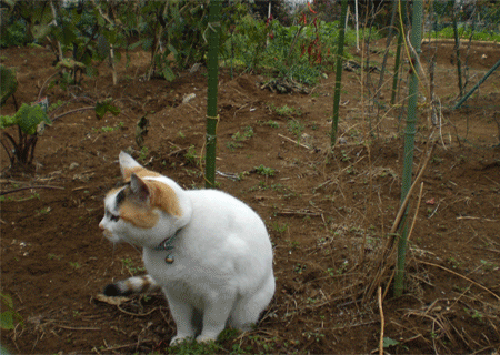 08年11月のブログ記事一覧 猫のおもてなし 08年11月のブログ記事一覧 猫のおもてなし