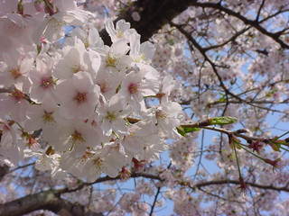 桜並木が満開