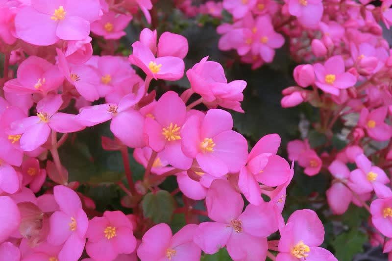 ベゴニア ラブミーの花は ブーケ