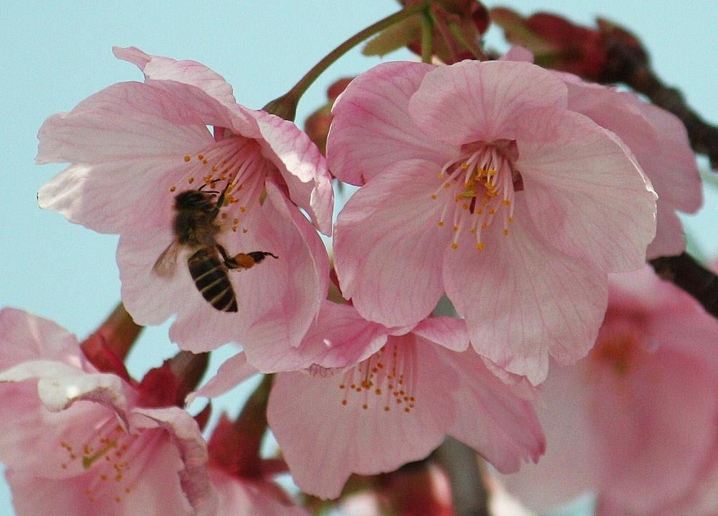彼岸桜と蜜蜂の画像