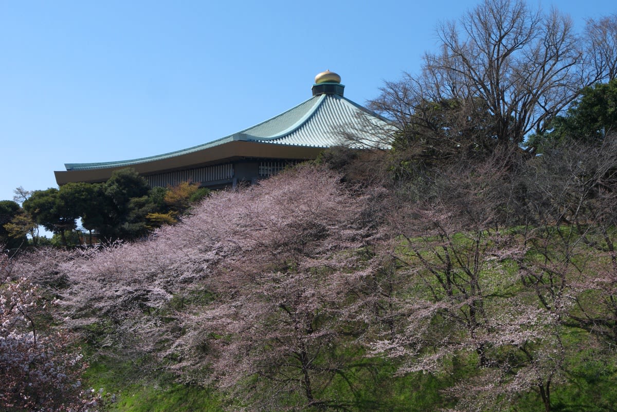 桜六分咲きの九段周辺 九段坂周辺の桜並木を散策する 緑には 東京しかない