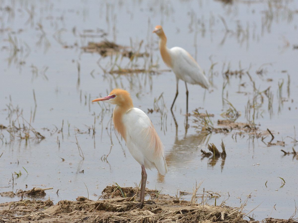 アマサギ 猩々鷺 越中富山いろいろ紹介