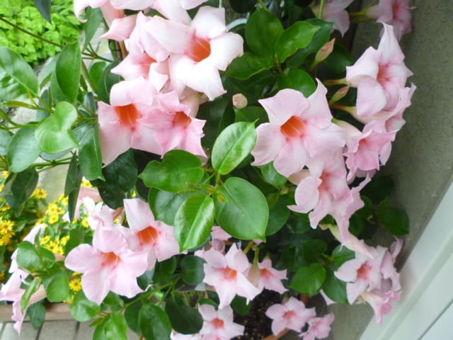 今年も咲いたサンパラソルの花 Mikanのブログ