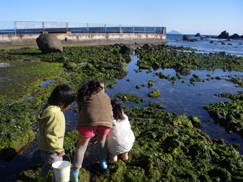 子供達は磯遊び パパは釣り 伊豆白浜に暮らす手作り大好き家族日記